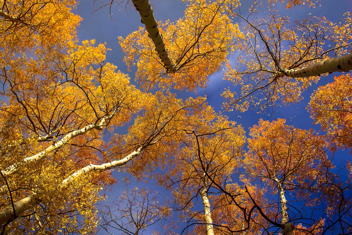 RMBL (@rmblgothic) on Twitter photo Please consider donating to RMBL for #GivingTuesday rmbl.org/donations/ Please consider donating to RMBL for #GivingTuesday rmbl.org/donations/