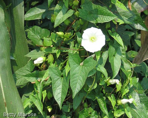 MoCoOAG's tweet photo. Do you know what bindweed is? Read more from the #UMExtension: https://t.co/aonJaROju4 #plants #garden #weeds https://t.co/IYMyQRe1j1