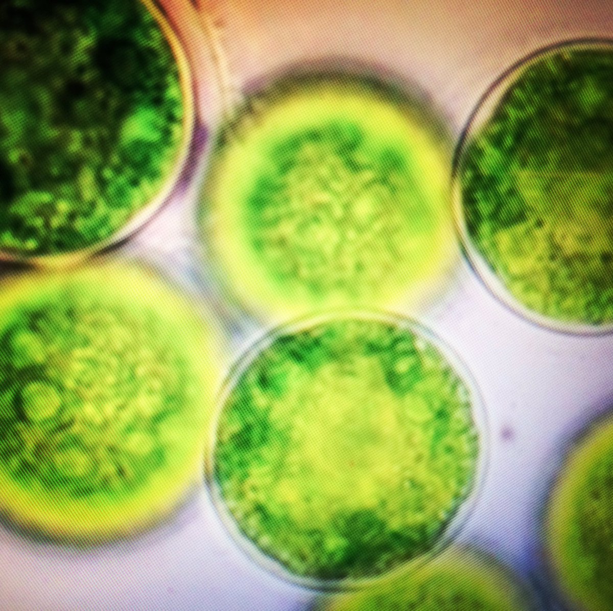 Nannochloropsis spp. -- oleaginious microalgae, knocking out nitrate reductase gene -- #crispr #crisprology #algae #microalgae #microalgaeoil #biofuelproduction #biofuel #oleaginous #feedstock #genomeediting -- goo.gl/Q73N1c