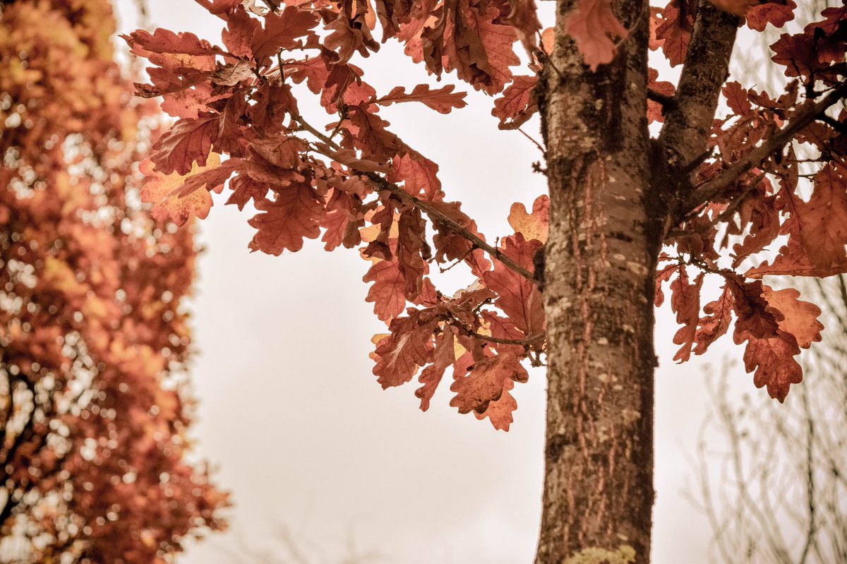 PassportGoals's tweet photo. The final few days of autumn in #Manchester https://t.co/cj9IPdktWw