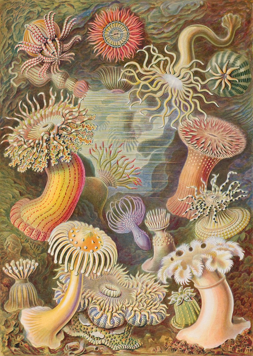 GratitudeDNA's tweet photo. เอิร์น แฮคเคล(Ernst Haeckel)ชาวเยอรมันเป็นคนที่สมอง2ซีกมีพัฒนาการดีพอๆกันเพราะนอกจากจะเป็น
นักวิทยาศาสตร์-นักปรัชญามีชื่อแล้ว เรื่องศิลปะก็ไม่แพ้ใคร ดูภาพประกอบเรื่องสิ่งมีชีวิตที่นักวิทยาศาสตร์ท่านนี้วาดเอาไว้ แล้วจะเข้าใจว่าทำไมศิลปินจึงนับถือและจัดให้เป็นหนึ่งในแรงบันดาลใจ 😍 https://t.co/i8GnLVJhuB