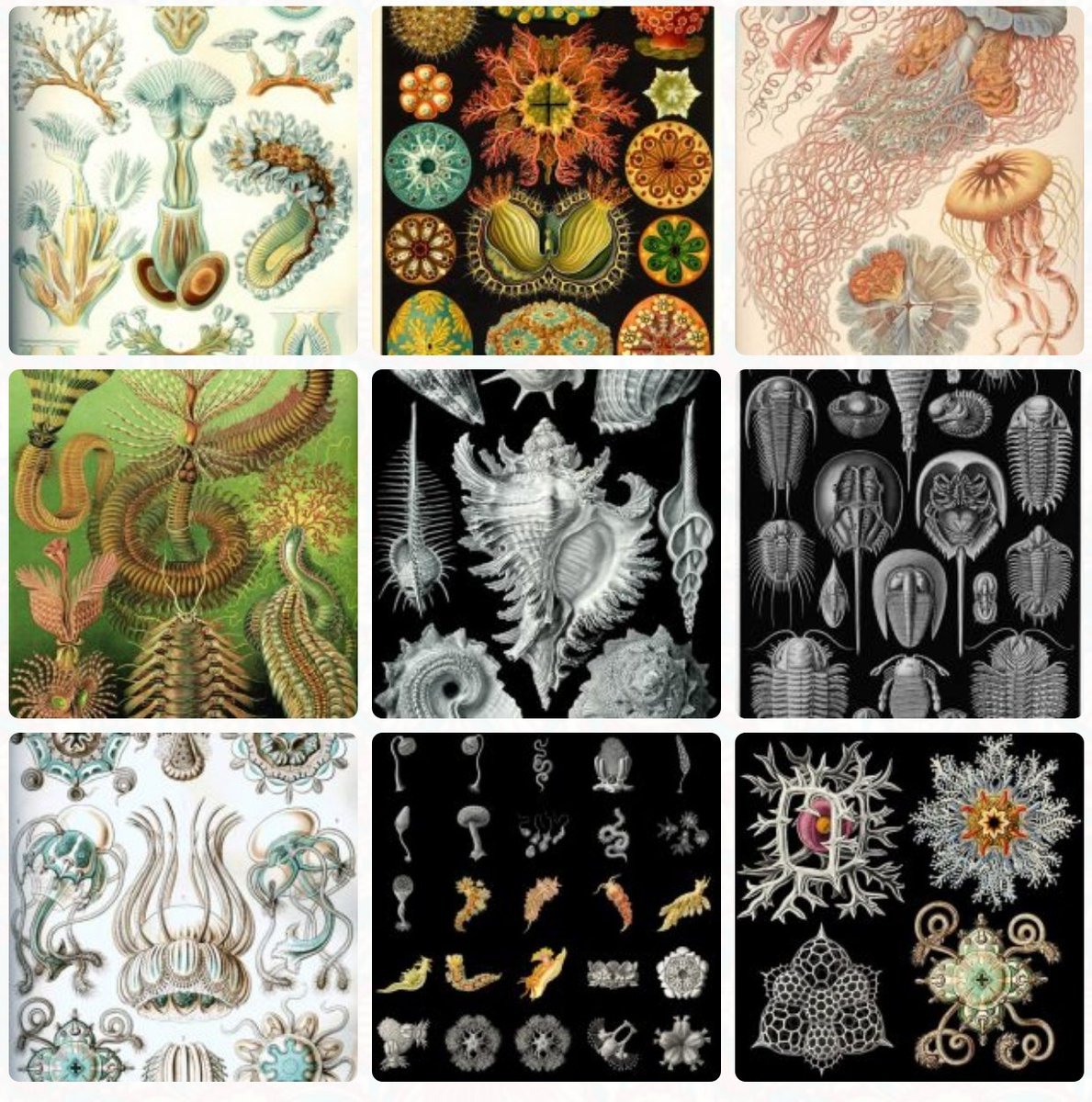 GratitudeDNA's tweet photo. เอิร์น แฮคเคล(Ernst Haeckel)ชาวเยอรมันเป็นคนที่สมอง2ซีกมีพัฒนาการดีพอๆกันเพราะนอกจากจะเป็น
นักวิทยาศาสตร์-นักปรัชญามีชื่อแล้ว เรื่องศิลปะก็ไม่แพ้ใคร ดูภาพประกอบเรื่องสิ่งมีชีวิตที่นักวิทยาศาสตร์ท่านนี้วาดเอาไว้ แล้วจะเข้าใจว่าทำไมศิลปินจึงนับถือและจัดให้เป็นหนึ่งในแรงบันดาลใจ 😍 https://t.co/i8GnLVJhuB
