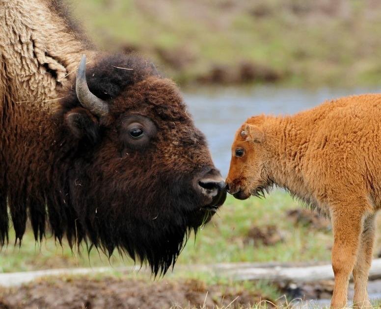 running4buffalo's tweet photo. Contribute to Buffalo Field Campaign @BFC_WildBison on Giving Tuesday and Double Your Donation! Please help to save the last wild buffalo!! #bison #Buffalo #Yellowstone #savewildbuffalo https://t.co/kRIEauairL… https://t.co/glZHAf35hE