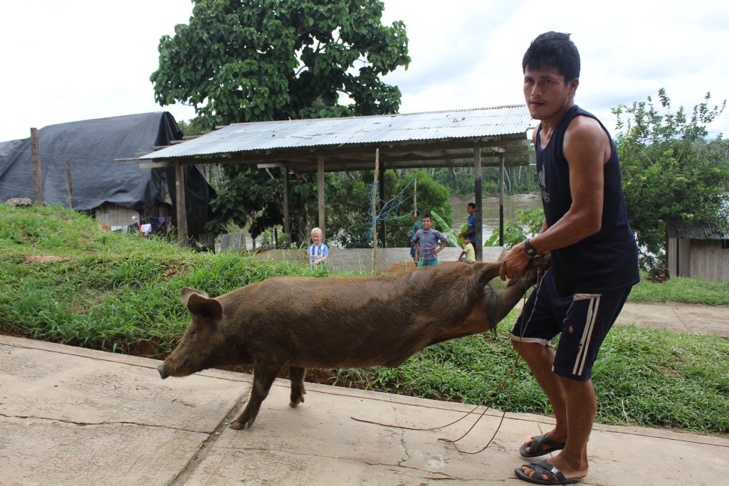 kateneudegg's tweet image. SLAUGHTERED!!!!! alexknowitall7.wordpress.com/2017/11/27/sla…