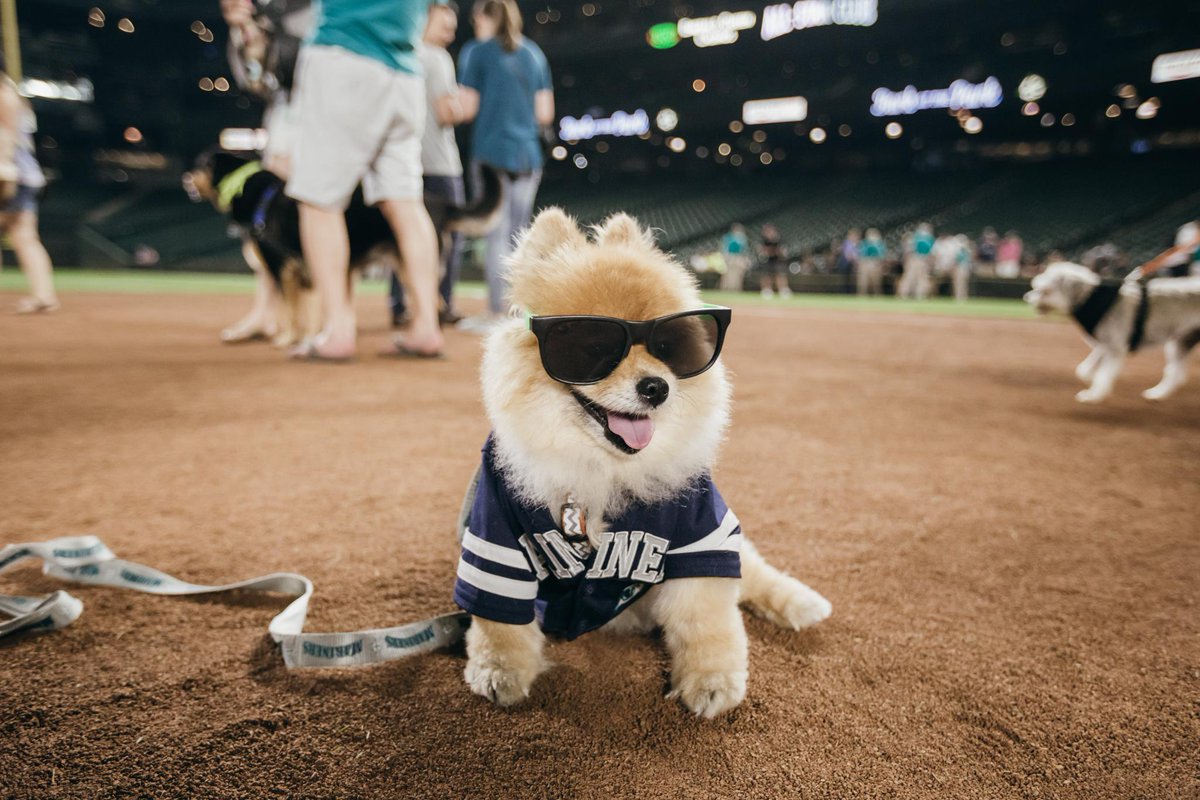 seattle mariners dog jersey