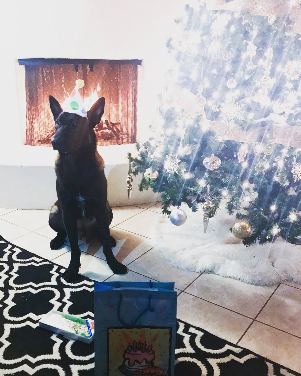 ZooFunktion's tweet photo. Today is my dog first birthday🎂 @thek9mali https://t.co/D6FaTG1aOL