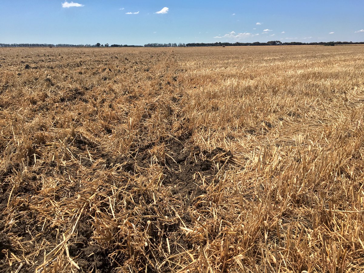 Tony__Brady's tweet photo. @2Stacky @amandajanebrady Would hav made a lively October.
Trying hard to scare this rain off!
#970CL Winter Canola going in on Oaten Hay stubble baled Thursday Night. And handling the trash better than feared. https://t.co/iY9dcywCH7