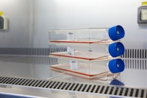 cellbankaus's tweet photo. Depositing Cell Lines Helps Reduce Misidentification

Have you or one of your lab members established a novel cell line? You can deposit that cell line at CellBank Australia.

https://t.co/RFxR2pzO2X https://t.co/vL8tXuyQBg