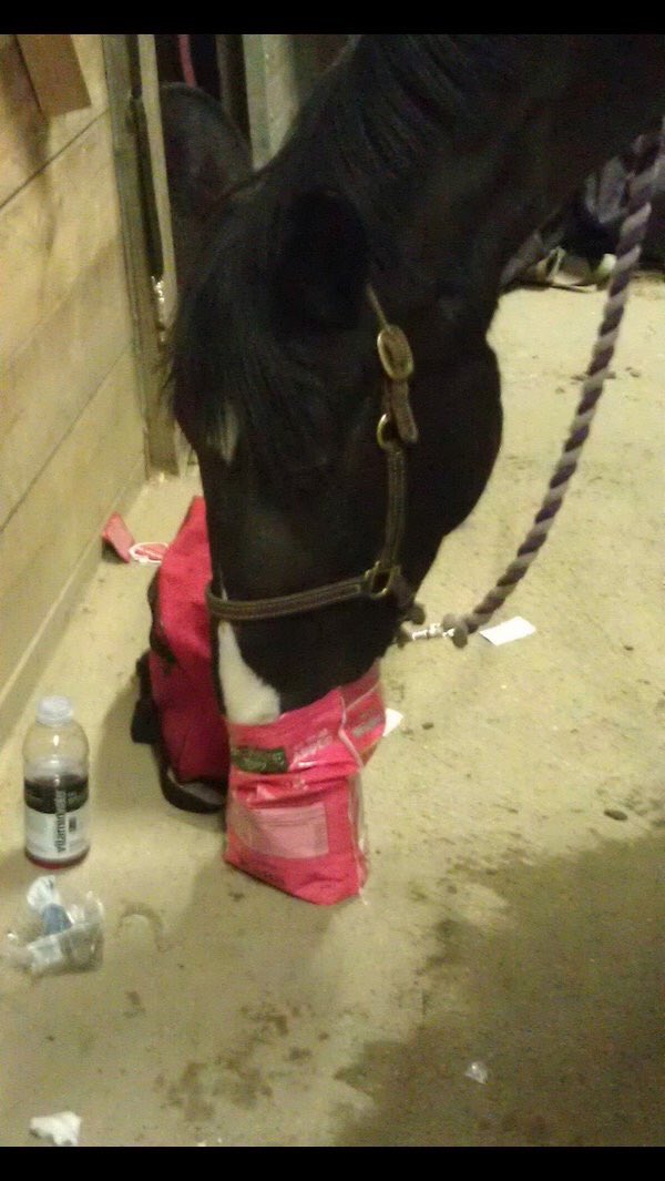 Rate_Horses's tweet photo. This is Lola. Recovering treat addict. Will turn the pony charm up to 11 to get what she wants, but with an adorable face like that can you blame her? 16/10 Knows what she likes. https://t.co/C4zGJjSmJl