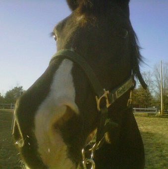 Rate_Horses's tweet photo. This is Lola. Recovering treat addict. Will turn the pony charm up to 11 to get what she wants, but with an adorable face like that can you blame her? 16/10 Knows what she likes. https://t.co/C4zGJjSmJl