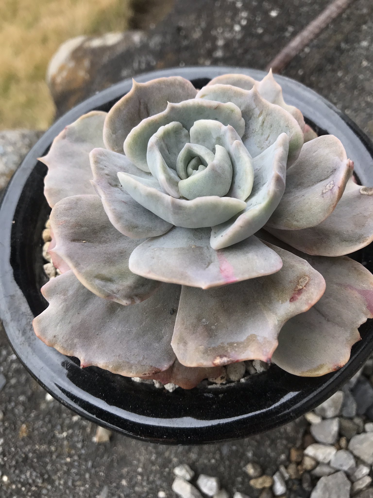 טוויטר 息子 多肉植物 בטוויטר 我が家のリラシナ兄弟 斑入りと斑無しで葉の形が変わるのは不思議やなあ 多肉 多肉植物 Succulent エケベリア リラシナ T Co Txucivasut