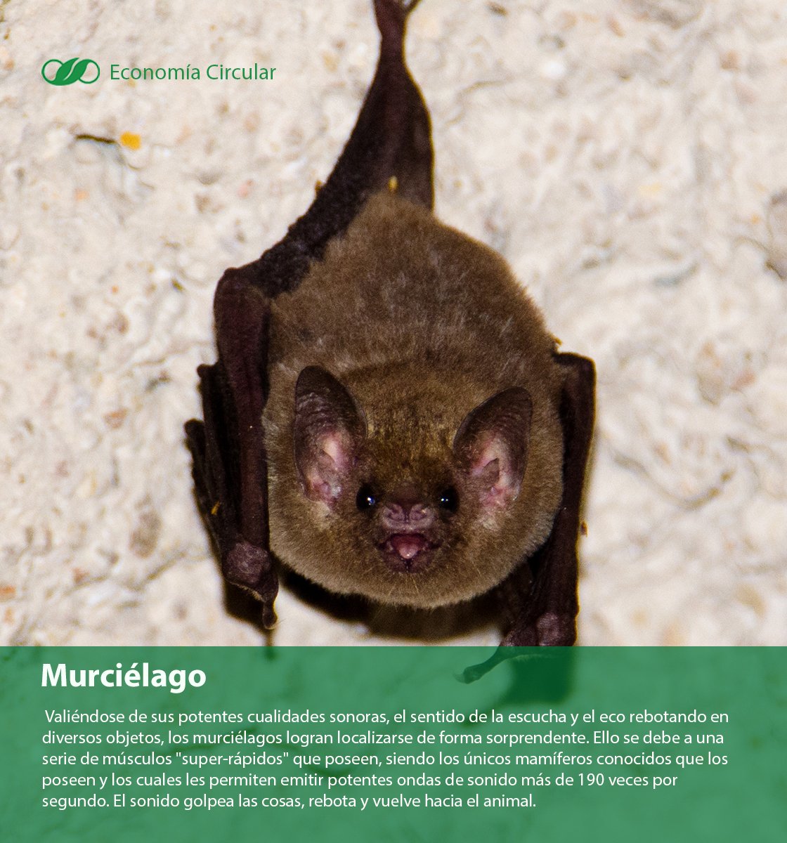 EcoCircularEs's tweet photo. Para algunos interesante, para otros no, pero están entre nosotros, conoce algo sobre ellos. #Murciélagos
@UVS_ESPOL @edcom50  @ugaclub  @Andreapinoacost https://t.co/oCtzv84yd3