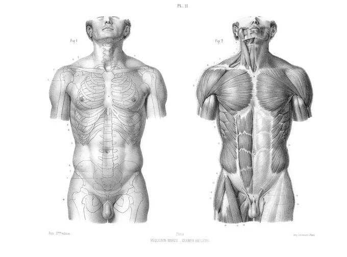 ジェルディのアシスタントだったジュリアン・フォーの『画家と彫刻家のための人体解剖アトラス』(1845)。モノクロ版とカラー版がある。画家はジャン=バプティスト=フランソワ・レベイユ。筆者蔵。#美術解剖学 