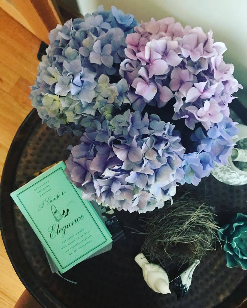 saragrafenauer's tweet photo. Popped some #hydrangeas in the house before I head off to #APCCN17 #Adelaide - presenting our work from #Grains & #Legumes. https://t.co/UuWlrwfUWl https://t.co/pOHsfm9VsM