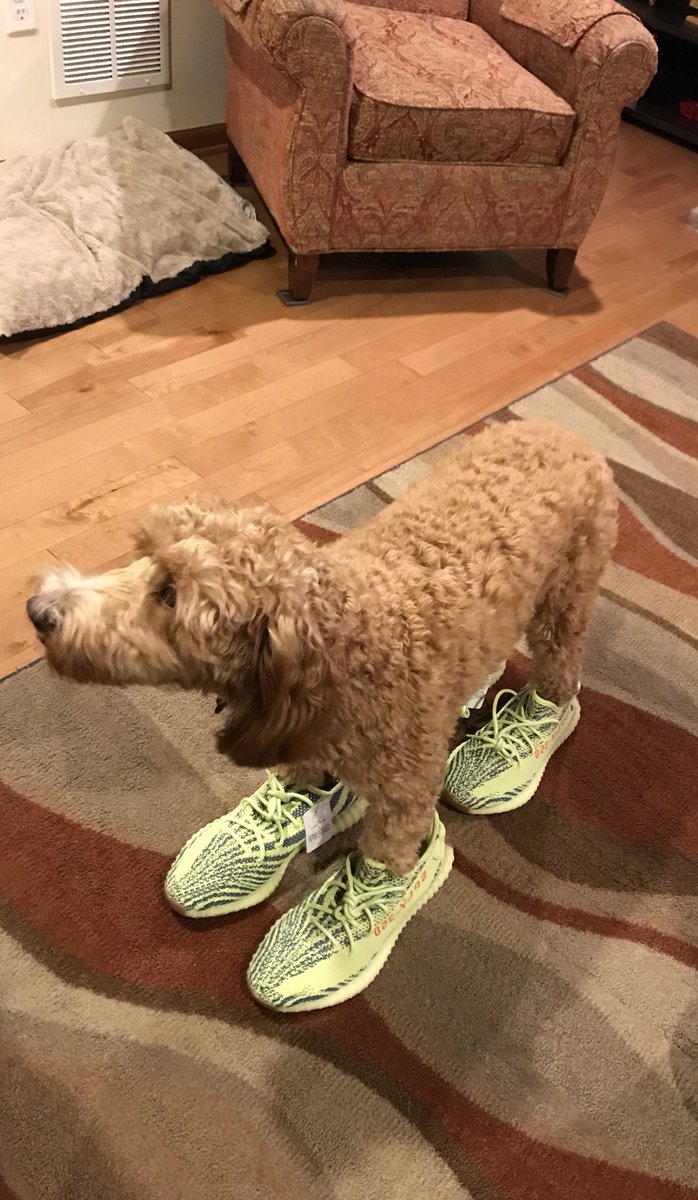 0xPuppet's tweet image. #DogStock