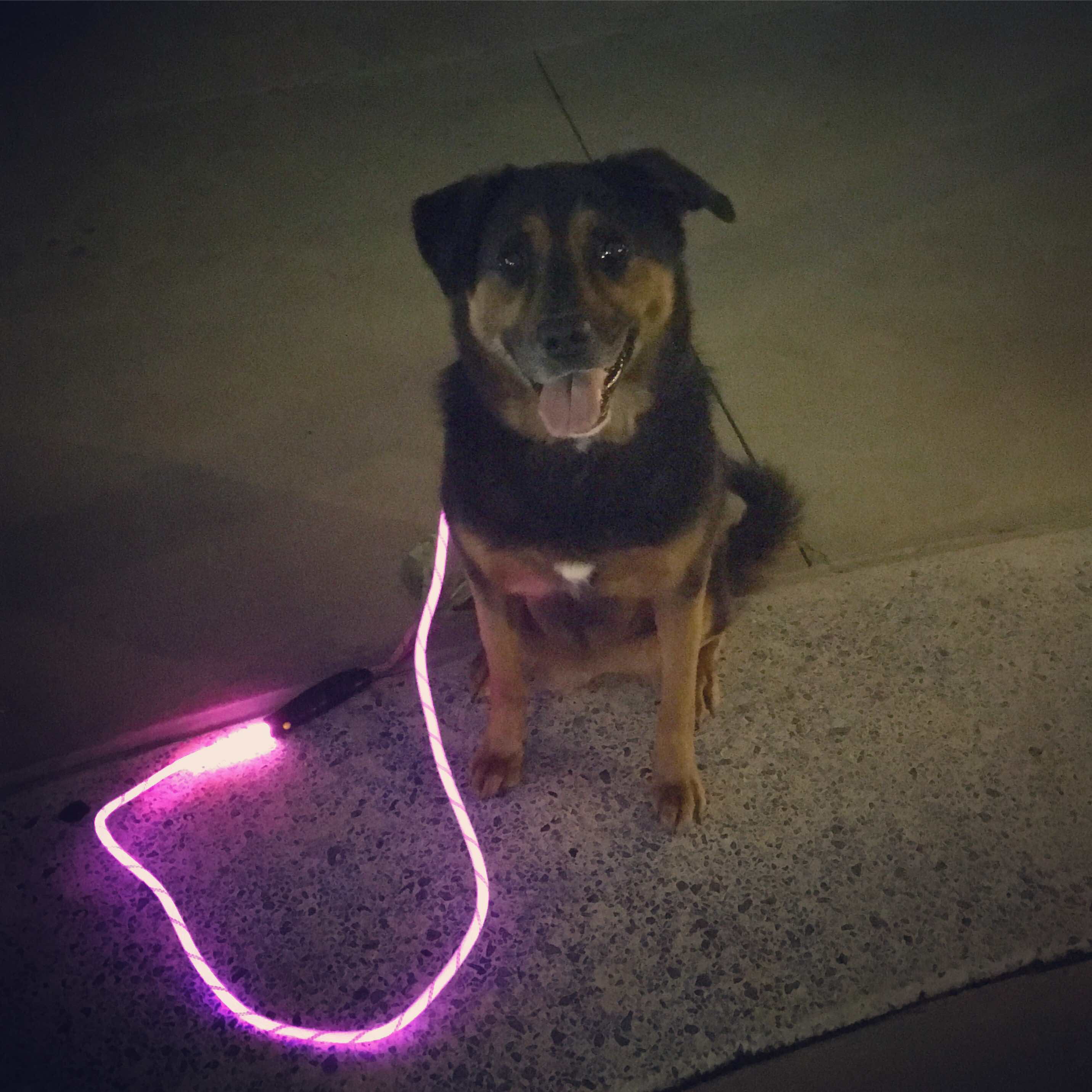 Nitey leash discount