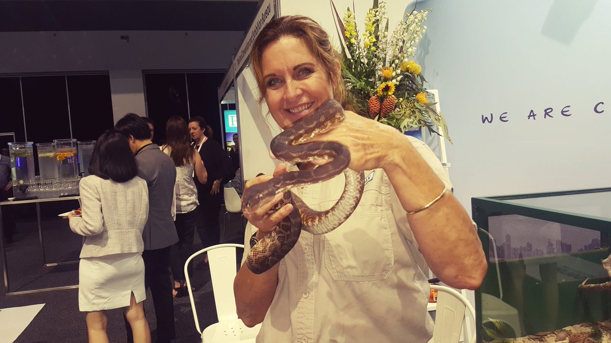 HushHush_biz's tweet photo. Rough skin snake python baby #snake #bushanimal #dreamworld #pco17 #events #entertaining https://t.co/V2UHwDah5n