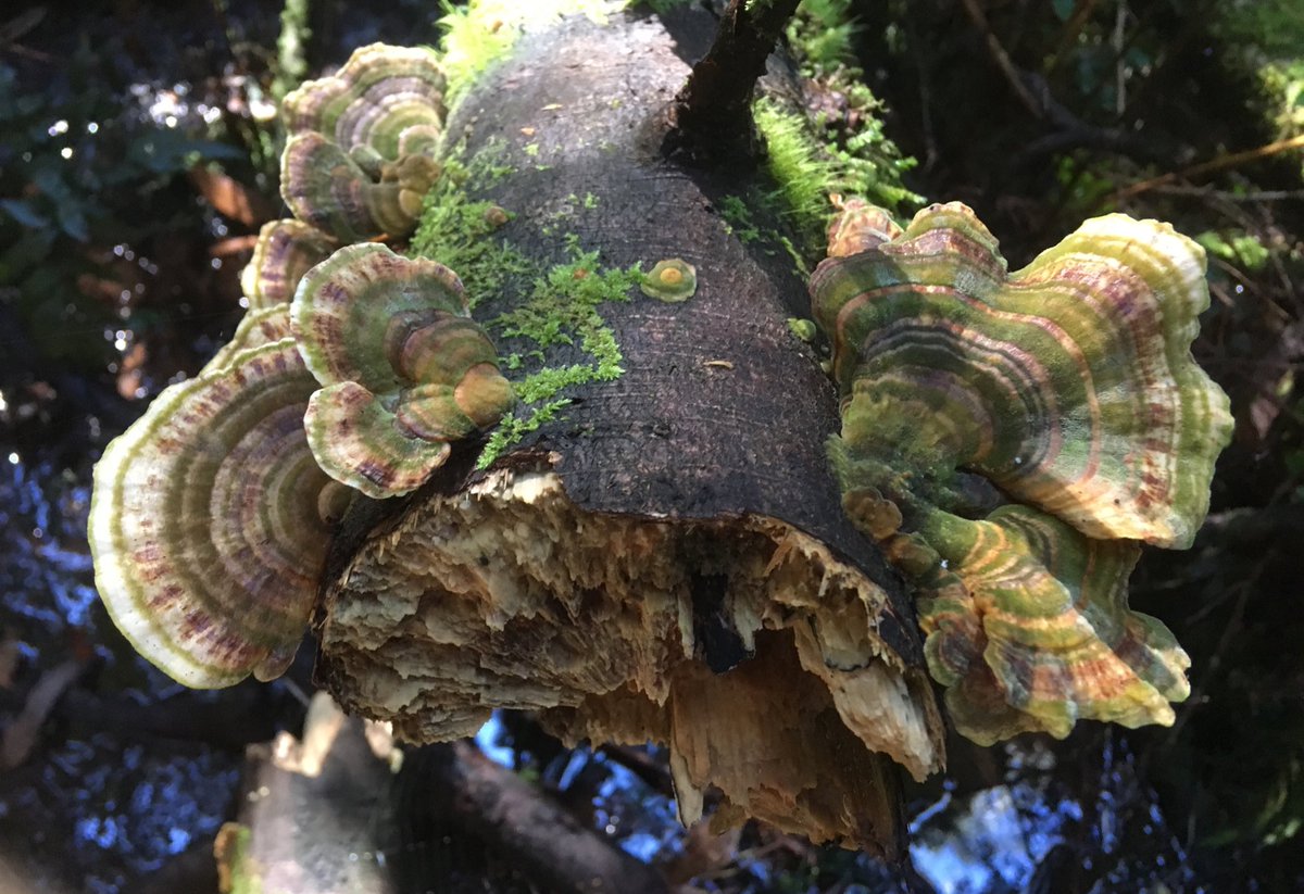 DrDMichael's tweet photo. Bracket fungi on Nothofagus #VicAshStudy https://t.co/dRZX7X1uaS