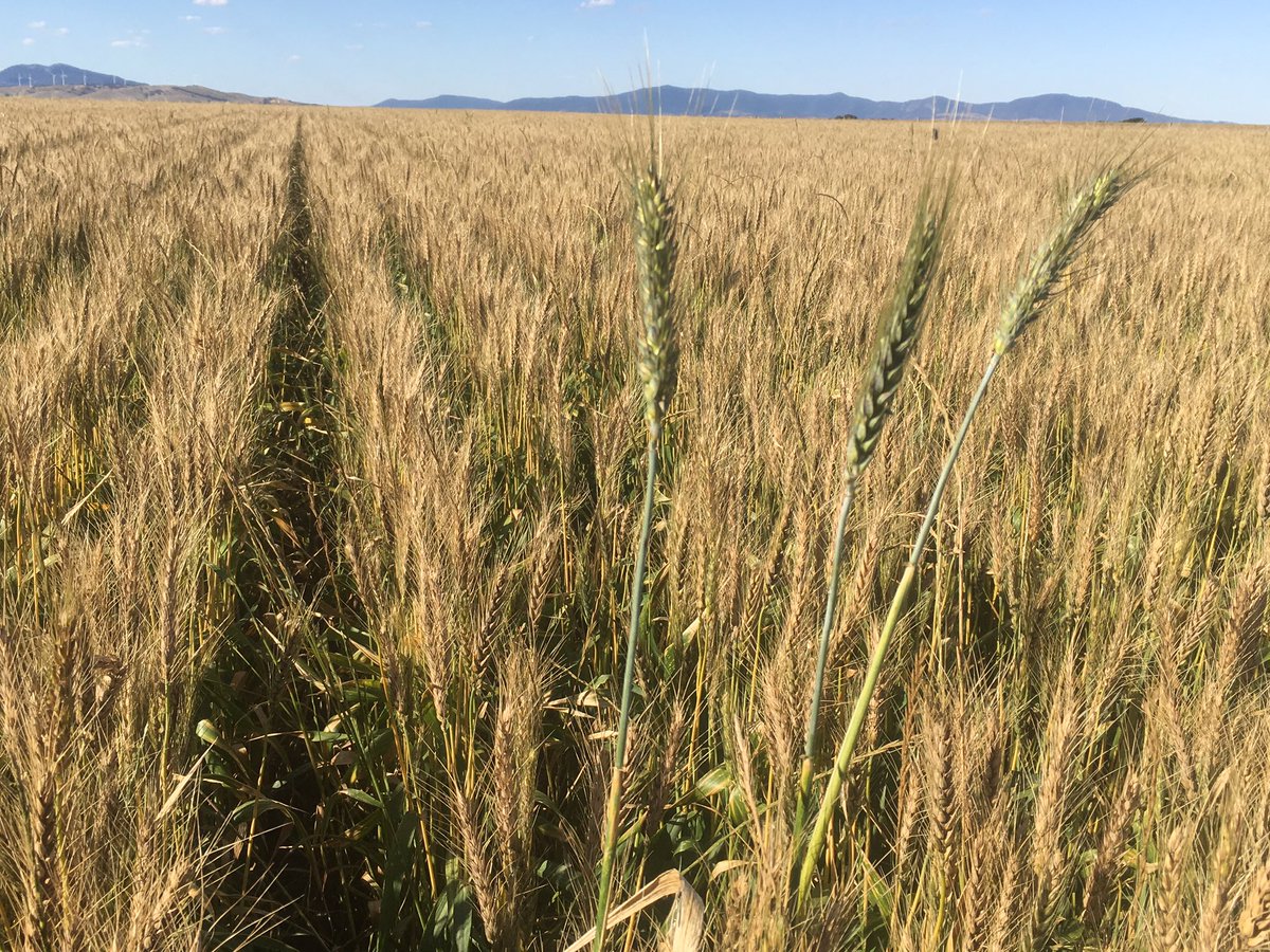 rod_yalloak's tweet photo. 3 unfrosted heads in an otherwise 100% frosted paddock of Trojan🤔. Better keep the seed(s)!
#frostresistant ? https://t.co/6pGS3HUqc8
