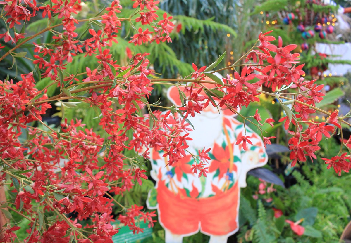 咲くやこの花館 フラワーホールより クリスマスベル 1枚目 クリスマスブッシュ 2枚目 をご紹介 どちらも南半球の クリスマスシーズン つまり夏に開花します 赤みをおびた華やかな色合いと ベルや星のような形が可愛いです 当然 冬の日本では開花