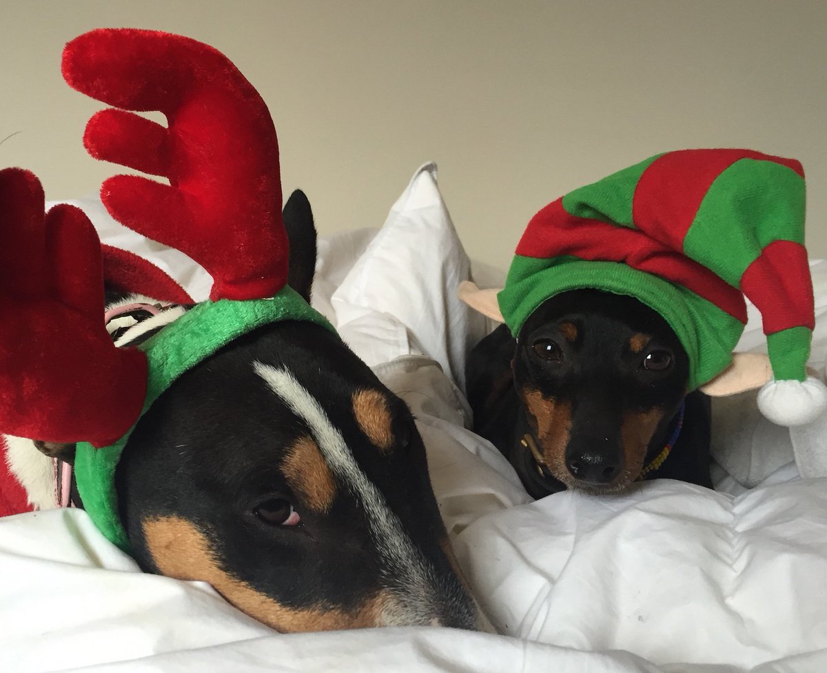 annawebbdogs's tweet photo. Mr Binks &amp; Prudence can't wait for the Santa Paws Doggy Brunch, @straightNpiano where dogs dine for free compliments of @Metro_Bank @London_Link with @BarkingBlondes in aid @AllDogsMatter BOOK NOW! https://t.co/YM0VnlixrJ