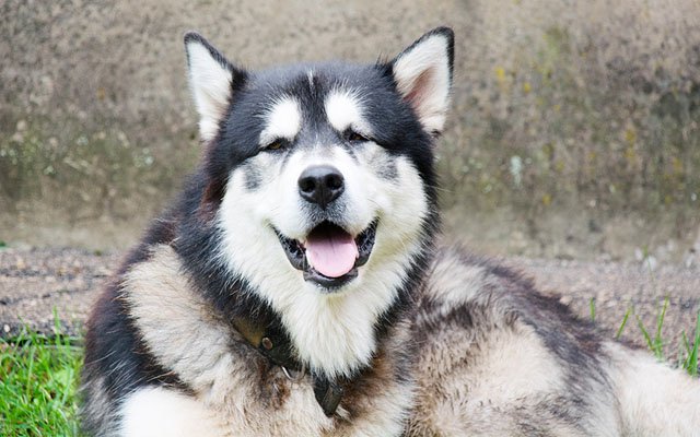Grape 水が怖くて情けない声を出すハスキー 小型犬たちが泳いでいるのを見ると T Co Mnsh3qb1fi 水が怖くて プールに入ることができないシベリアン ハスキー 情けない声を出すハスキーを尻目に 小型犬たちがプールに入っていくと Grape 水が怖くて情けない声を出すハスキー 小型犬たちが泳いでいるのを見ると T Co Mnsh3qb1fi 水が怖くて プールに入ることができないシベリアン ハスキー 情けない声を出すハスキーを尻目に 小型犬たちがプールに入っていくと