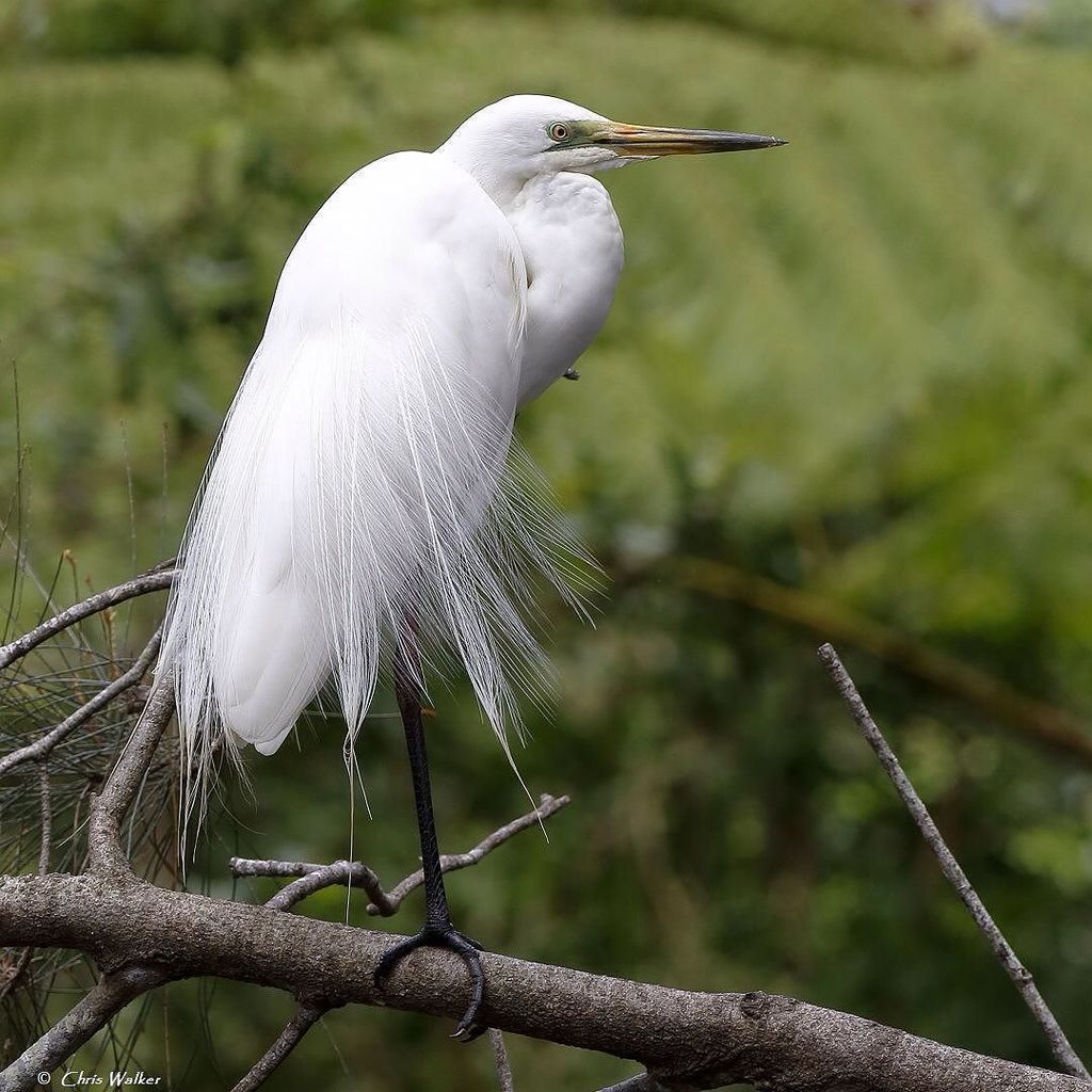 Great egret in breeding plumage at the creek next to Henry Ziegenfusz Park. #greategret #egret #ardeaalba #breedingplumage #australianbirds #birdsofaustralia #birdlifeoz #waterbird #localpark #localwildlife #henryziegenfuszpark #clevelandqld #redlandsany… ift.tt/2Ac7Z7f