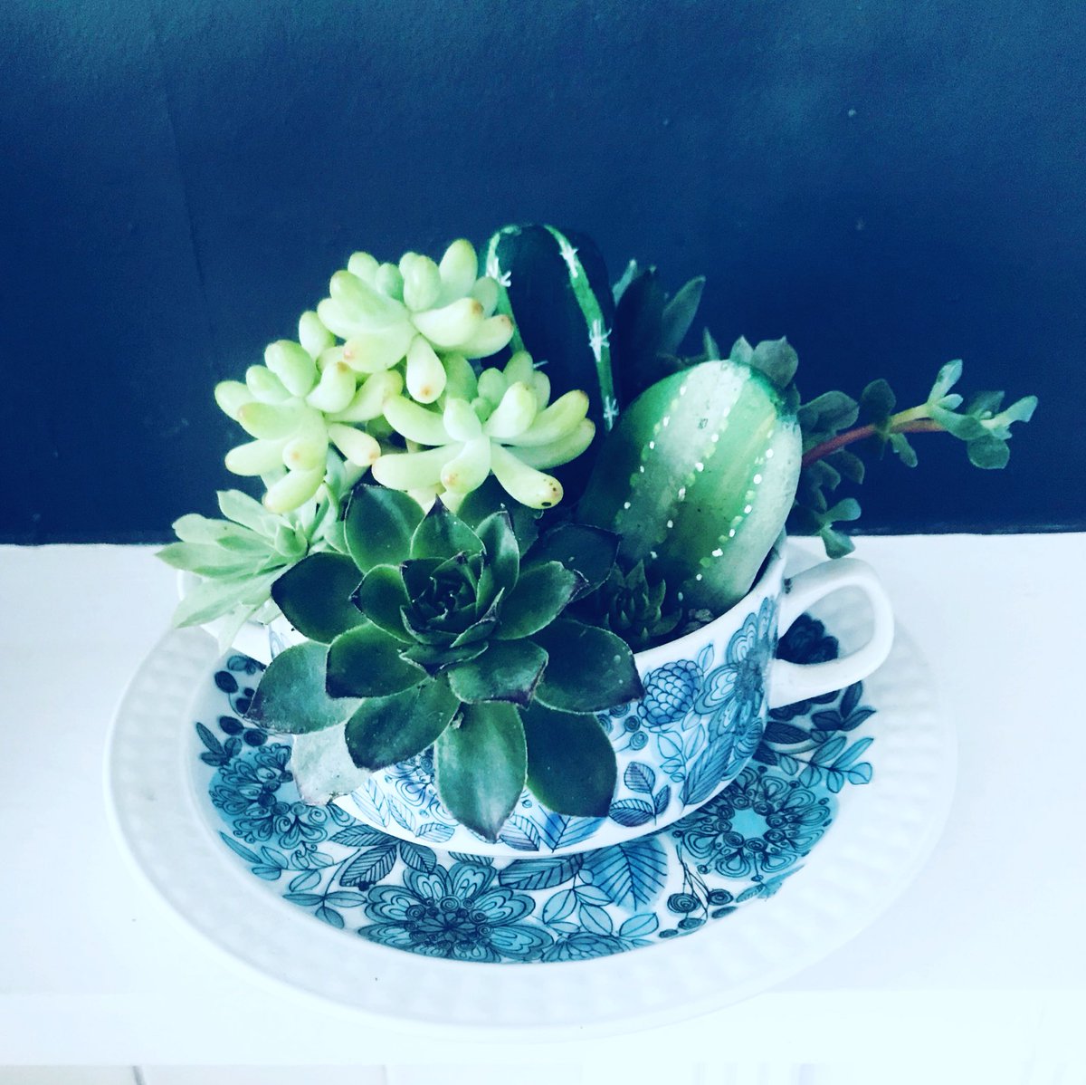 julesmiller's tweet photo. My ‘Succulents &amp; Vintage’ collection. Potted up, pre-loved treasures. Selling fast  at the Brighton &amp; Hove Artists Open Houses this Christmas. https://t.co/OP9pN4IwSp