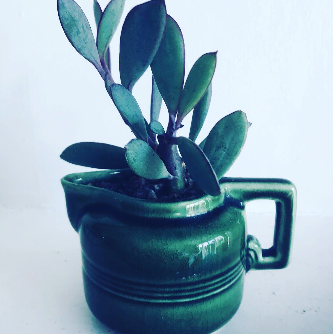 julesmiller's tweet photo. My ‘Succulents &amp; Vintage’ collection. Potted up, pre-loved treasures. Selling fast  at the Brighton &amp; Hove Artists Open Houses this Christmas. https://t.co/OP9pN4IwSp