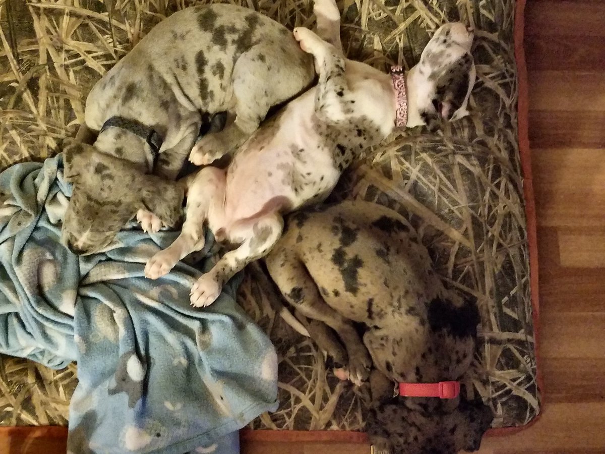 CrazedColletts's tweet image. Foster life is going great!!
#greatdane #dogsoftwitter #MondayMotivaton