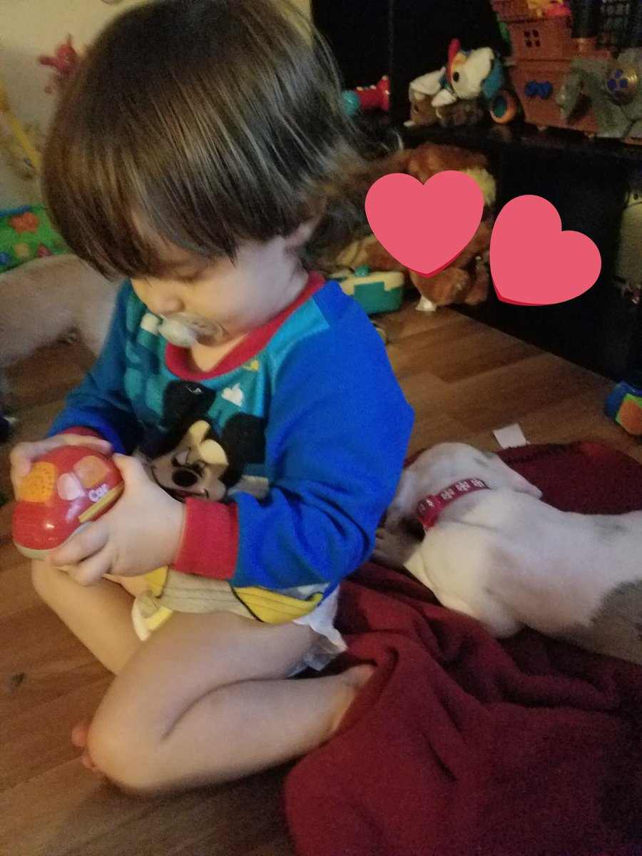 CrazedColletts's tweet image. Foster life is going great!!
#greatdane #dogsoftwitter #MondayMotivaton