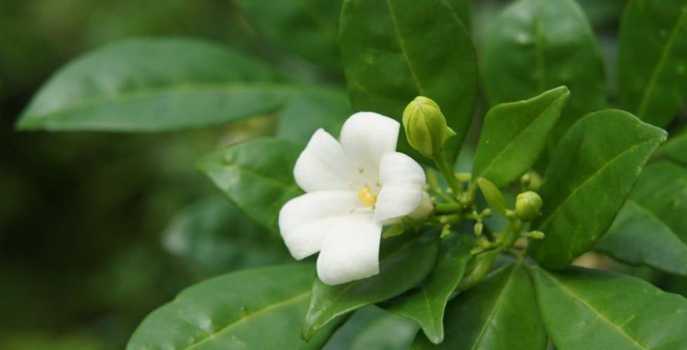 Kemuning wrapped ’round fence’s edgeA garden of tea with a thorny hedgeBoastful talk; scanty knowledgeA great big spoon for little porridgeKemuning melilit di tepi pagarPagar berduri di kebun tehIlmu sedikit cakap berdegar-degarKurang bubur sudu yang lebih!