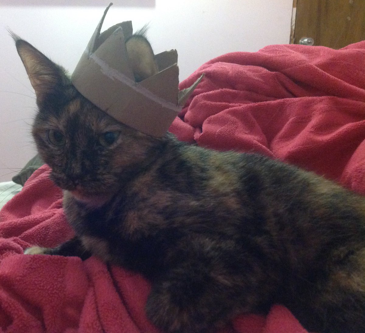 // I made my cat a crown //