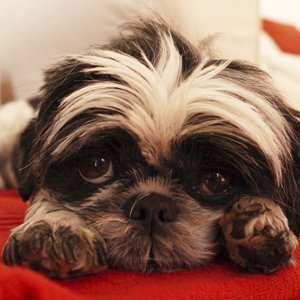 EscapePandemic's tweet photo. Just click &amp; donate 5 ¢ to #saveadog Please share widely &amp; click every day! @MillDogRescue https://t.co/n8iTsEVHvP https://t.co/dRZPcZviqy