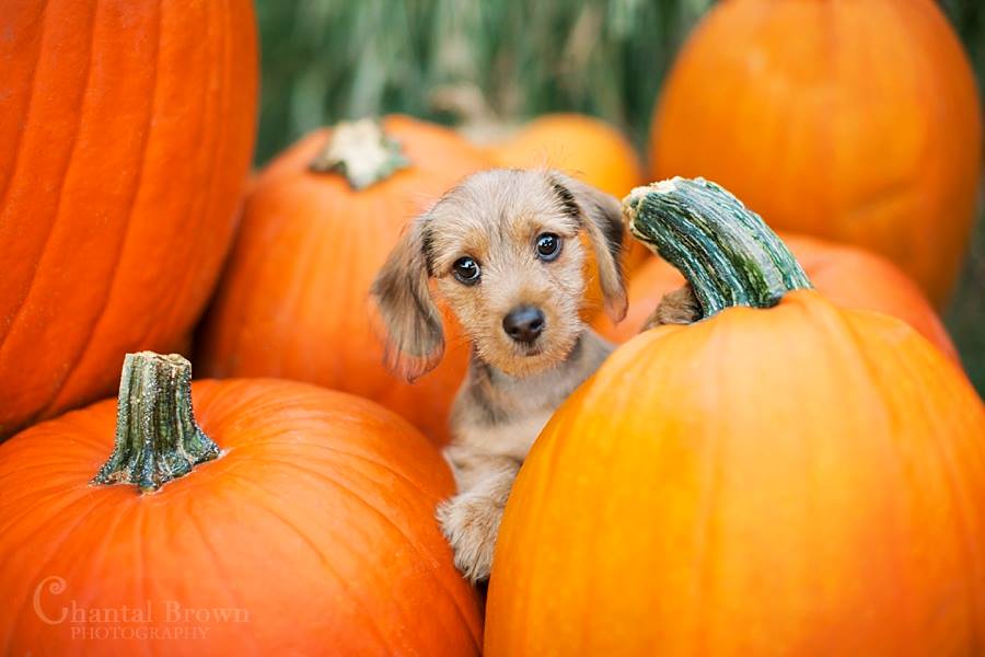 baby_laughing's tweet photo. Pumpkin cheesecake pet spray! #laughingbabysoapak #aksoap https://t.co/coeUXP3Lj7