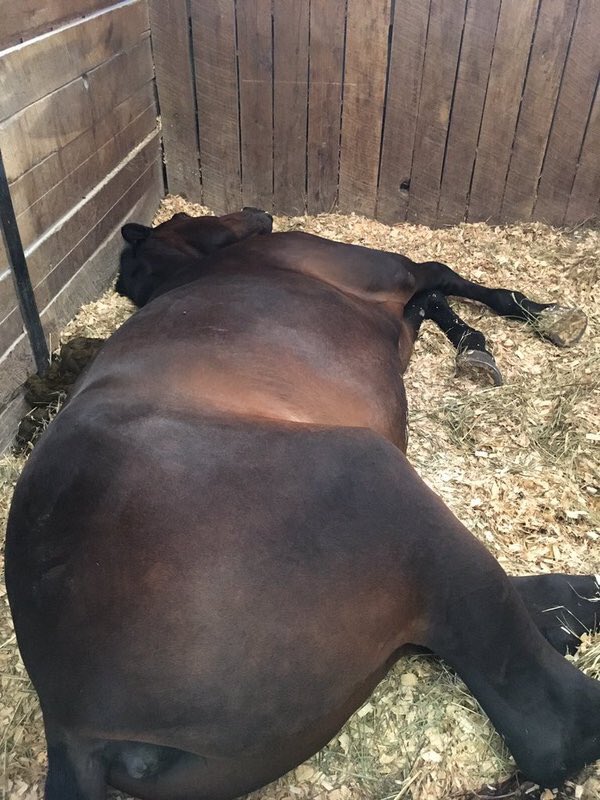 Rate_Horses's tweet photo. This is Cadet. Has "Work hard, Play hard" down pat. Would also like to add "sleep hard." 15/10 Cadet is my king. https://t.co/WDOpCHQ3rX
