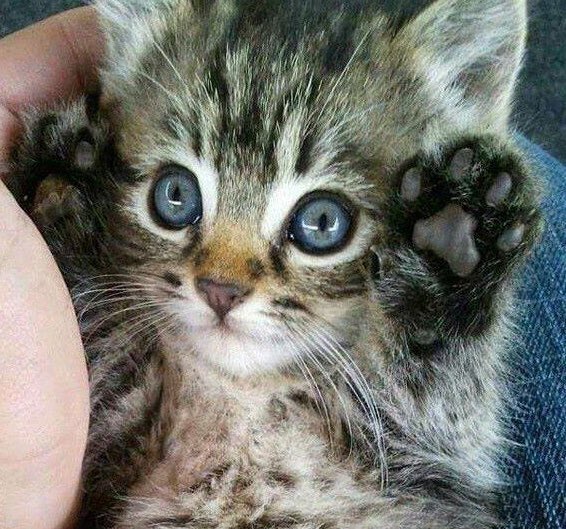 Pawesome day! 😽🎄🎁🛍🧚🏻‍♂️💕