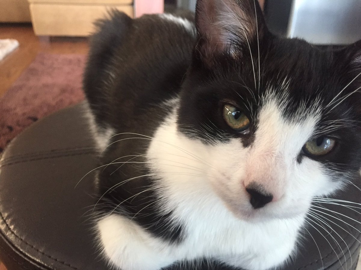 natcat98's tweet photo. MILTON, Ontario 
Lost cat:
Outdoor cat, no collar, 
Keep eyes open, check in sheds, garages, etc. https://t.co/dKCqq6OgIH