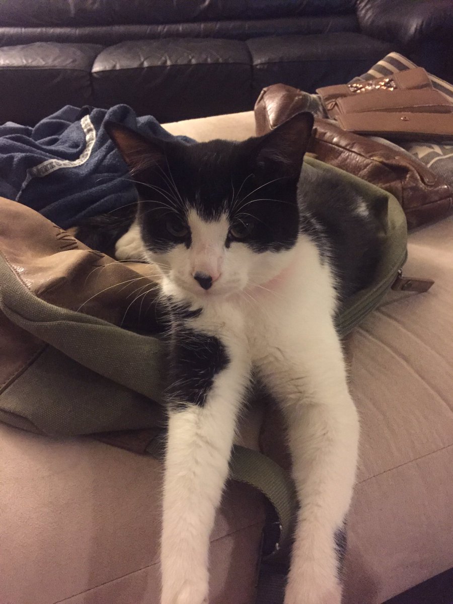 natcat98's tweet photo. MILTON, Ontario 
Lost cat:
Outdoor cat, no collar, 
Keep eyes open, check in sheds, garages, etc. https://t.co/dKCqq6OgIH