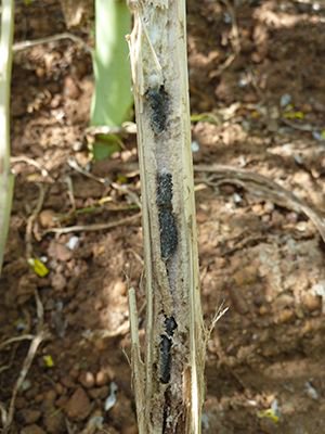 theCCDM's tweet photo. MEDIA RELEASE: Former CCDM honours student @kyranbrooks on his research suggesting narrow windrow burning of canola stubble may double up as an effective #HWSC and #sclerotinia management strategy https://t.co/KGPDSlFSHu @theGRDC @AHRI_Team @SJB_Ag @Mike_AHRI https://t.co/RTvtV0Ao2M