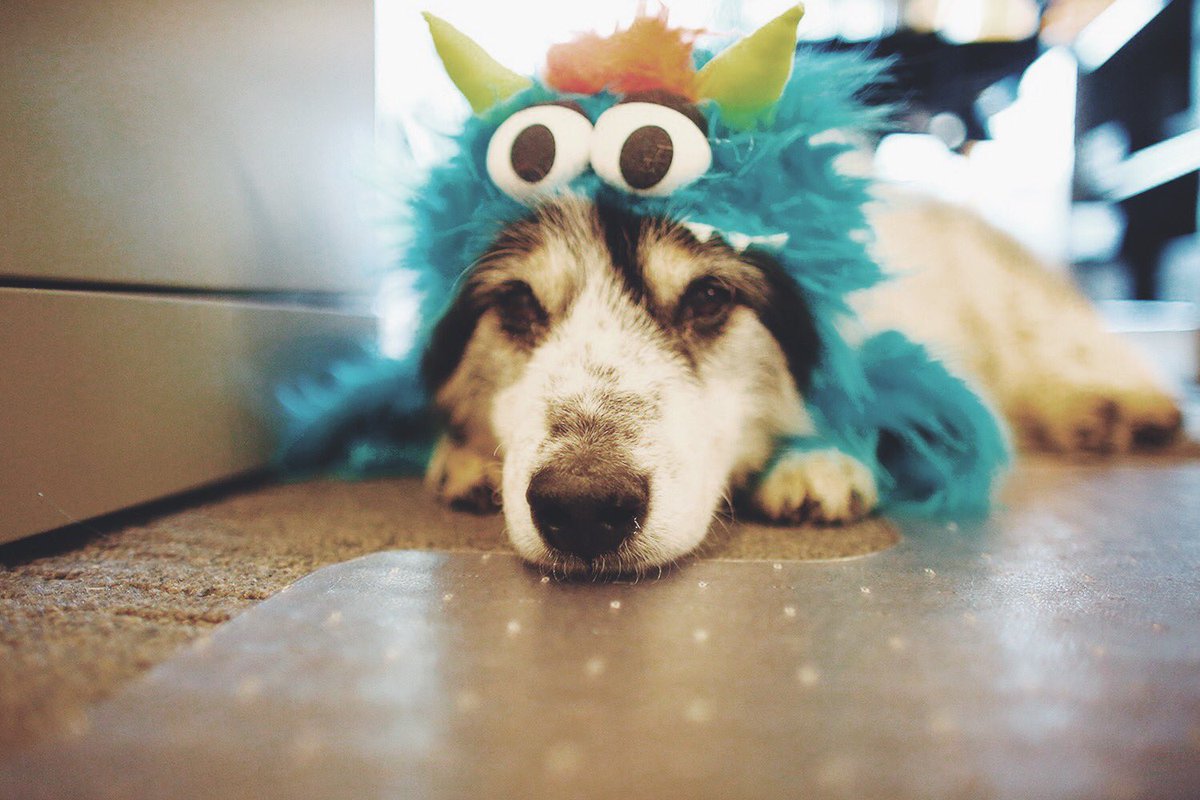 catphungu's tweet photo. Now I understand why humans dresses up their 4-legged companions; for their pure entertainment.
#aussierescue #pupsincostume #halloween2017 #senioraussie @sweetladyaussie #MommyissoMean #whyyoudothis https://t.co/uKtCqZXhnx