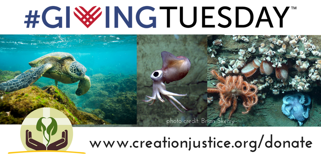 CreationJustice's tweet photo. This #GivingTuesday, help the Creation Justice community #SaveOceanTreasures. Donate at https://t.co/BYNkRsDYUj

#BlueParks https://t.co/oTN82DEIUO
