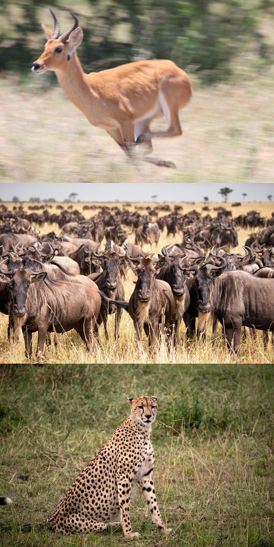 Always wonderful when to Book your tour with TAI TRAVELLERS LTD - taitravellers.com 
#amazingwalkingsafari #tanzaniawalkingsafari #lookingforwalkingsafari