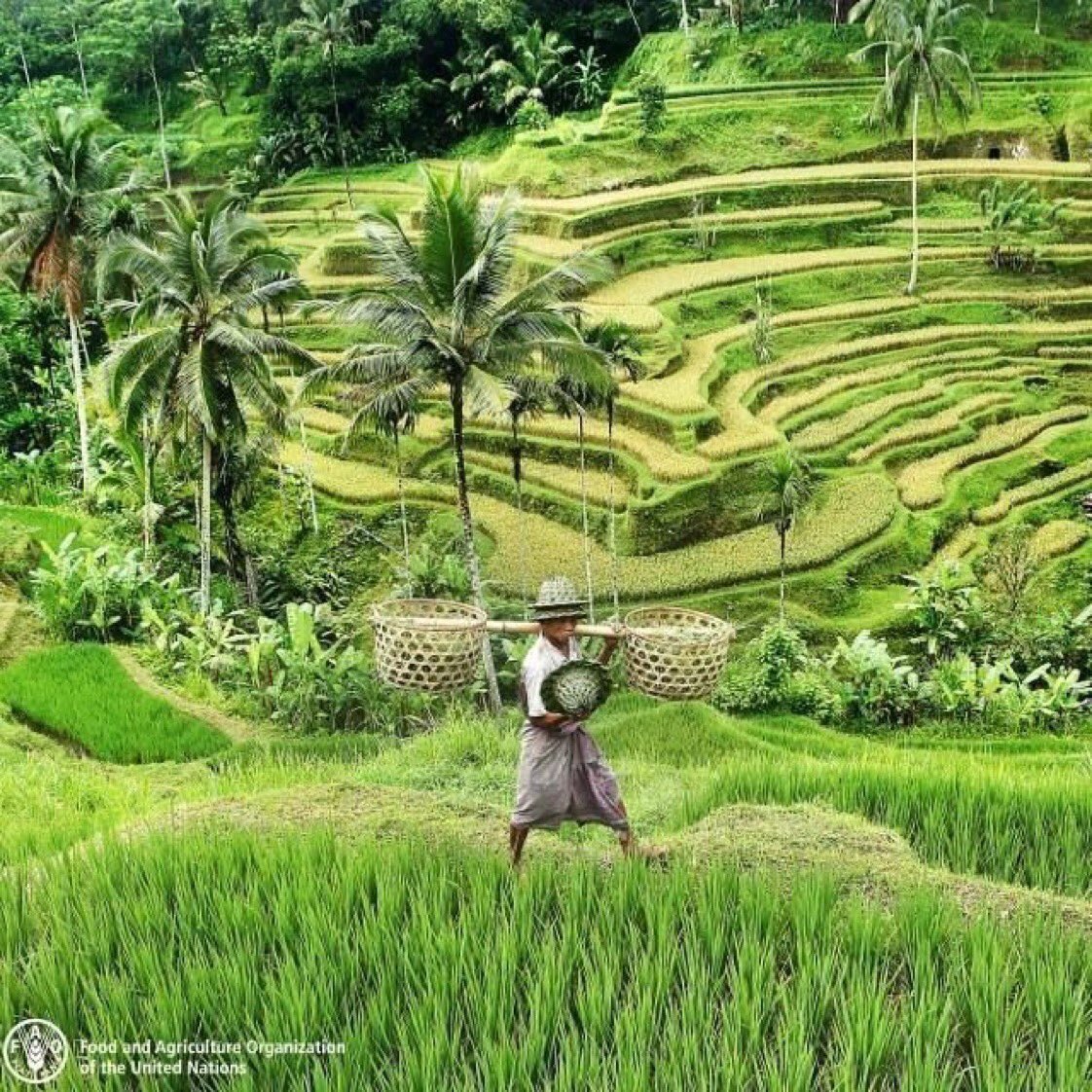 This terracing system used for rice fields prevents erosion, benefiting the ecosystem while providing a livelihood for #farmers.