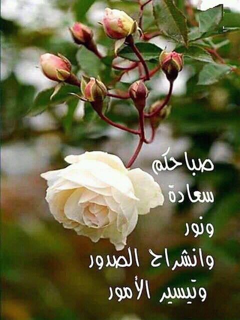 المستشار On Twitter ياصباح الخير يالوجه الصبوح ياشبيه الصبح لامنه صحا نور وجهك بلسم علاج الجروح لاتعدى واهج الجرح انمحا يالقبال السمح يالوجه السموح لاتلوم اللي تردد واستحا نظرت