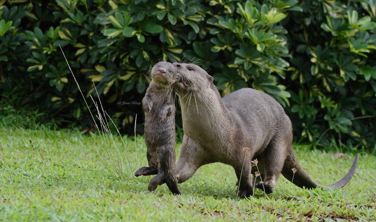 straits_times's tweet photo. New litter of pups in Bishan otter family brings total number of otters in Singapore to over 60 https://t.co/QSsZlEjqY4 https://t.co/uymXKqrs6f