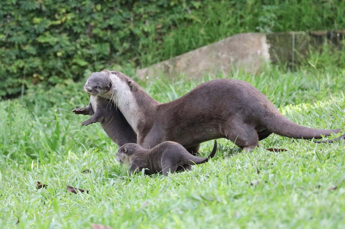straits_times's tweet photo. New litter of pups in Bishan otter family brings total number of otters in Singapore to over 60 https://t.co/QSsZlEjqY4 https://t.co/uymXKqrs6f