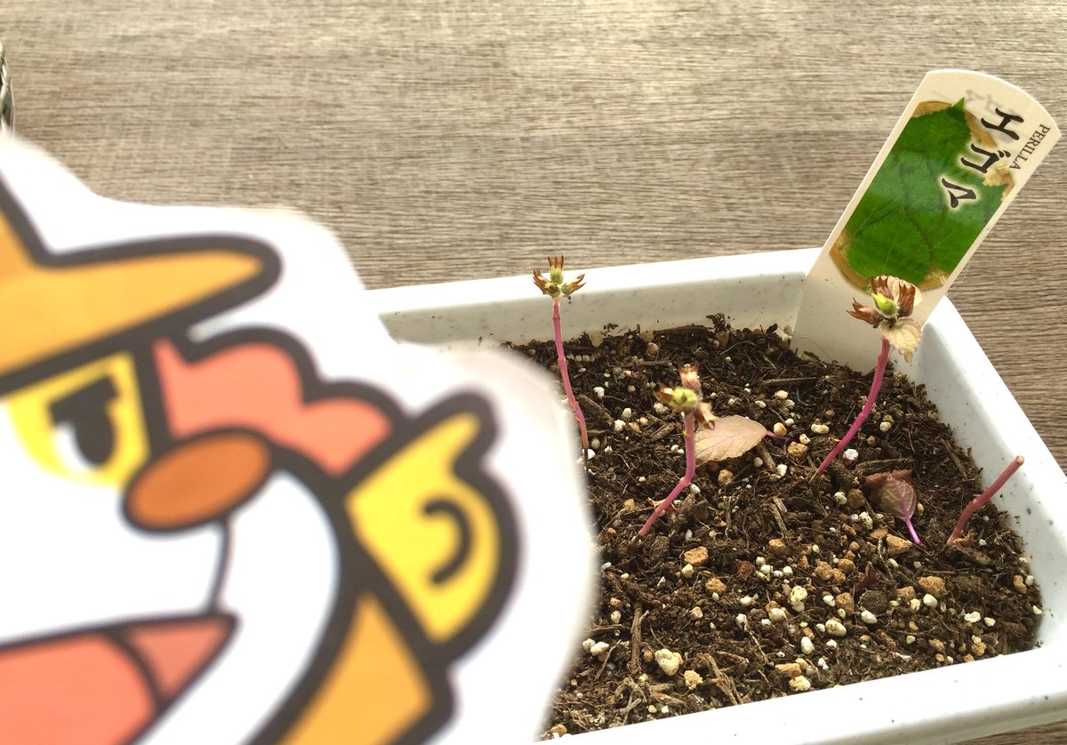 ペロリッチのエゴマ栽培日記