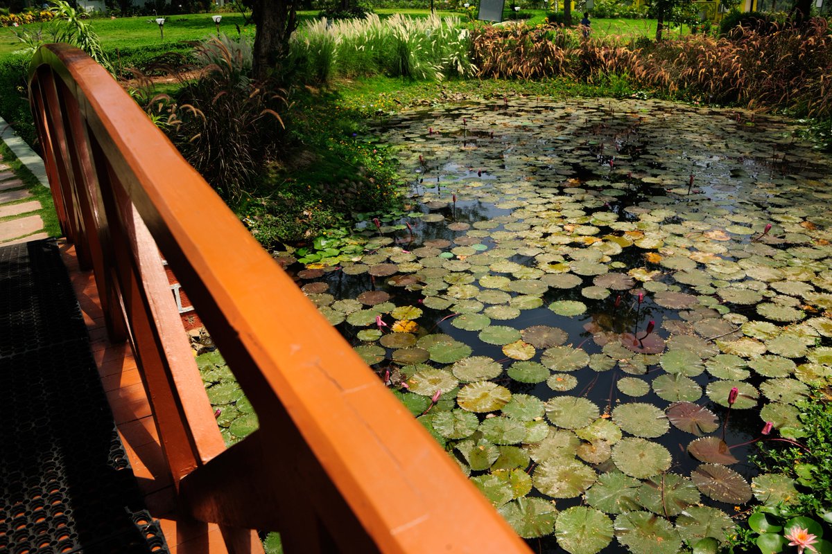 dnhddtourism's tweet photo. Green Green Everywhere, Everywhere Green
Go here, Go there, a new flora is seen!! #NakshatraGarden
@incredibleindia @tourismgoi #VisitDDnDNH #PlacesInDNH @prafulkpatel @Sajjan95 https://t.co/aeA7n3Jn71