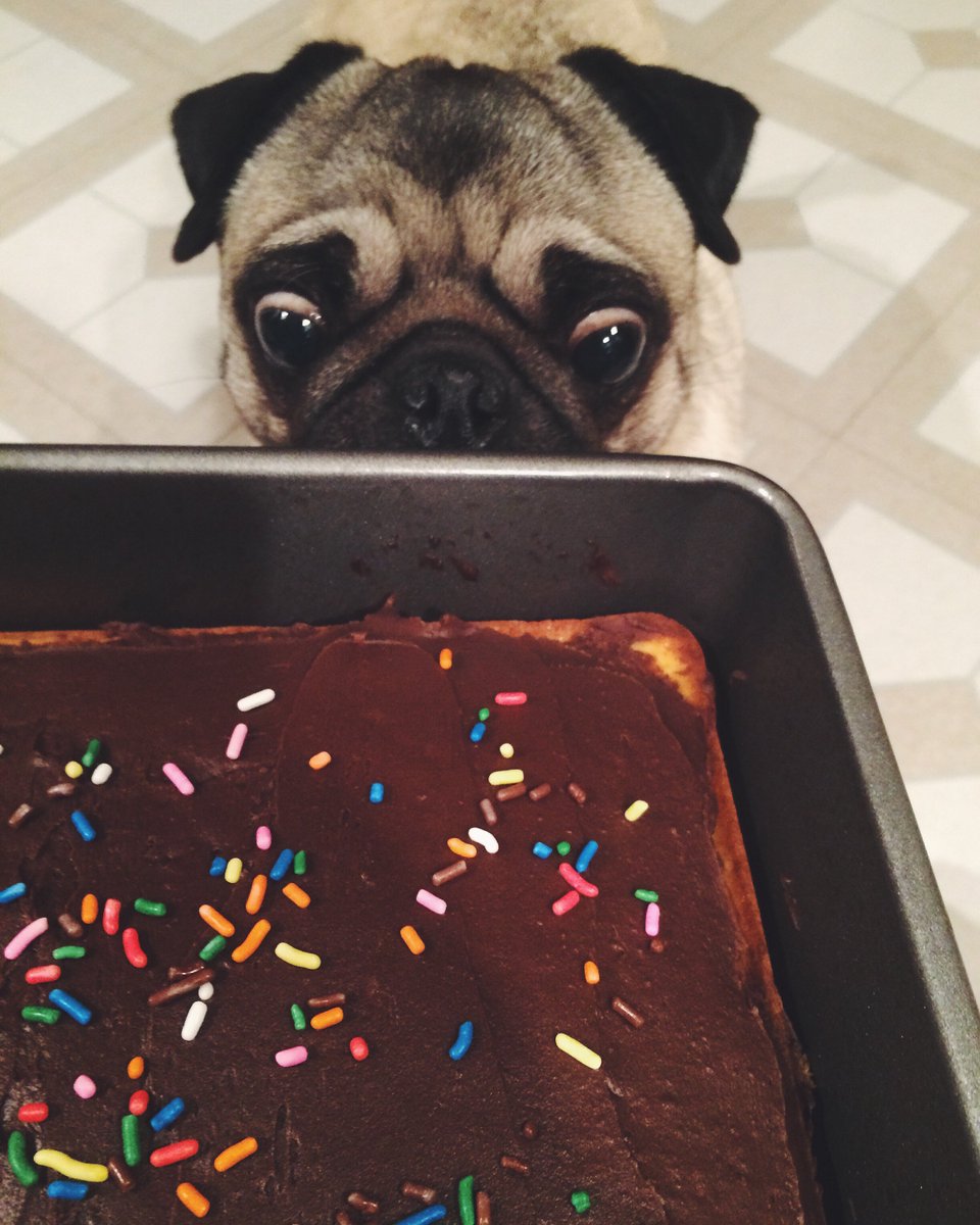 pugs_bot's tweet photo. https://t.co/TlFtTmNinF